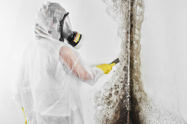 Best Residential Mold Remediation in Balm, FL
