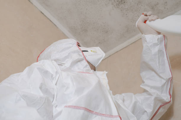 Trusted Balm, FL Mold Remediation Experts