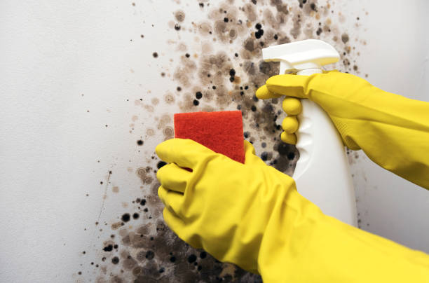 Best Post-Flood Mold Remediation in Balm, FL