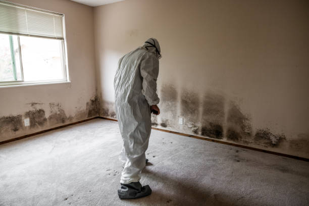 Best Industrial Mold Remediation in Balm, FL